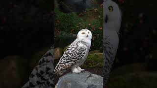 Random Fact  Owls Edition randomfact owlfacts naturalworld animalfacts wildlife animalshorts [upl. by Robaina]