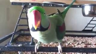 Alexandrine Parrot Tips  Rasta [upl. by Uot]