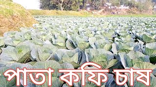 পাতা কফি চাষ পদ্ধতি  Strange Techniques of Leaf Coffee Cultivation [upl. by Mihar639]