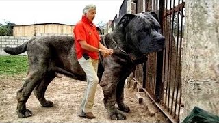 20 Most Illegal Dog Breeds in the World [upl. by Dorolisa438]