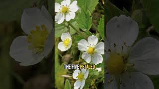 Woodland Strawberry a Great NATIVE Ground Cover [upl. by Ymas]