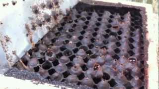 New Style Stingless Bee Breeding 2 银蜂新养殖方法 2 by Glen Bee Farm [upl. by Bastian56]