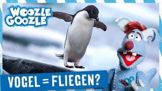 Können alle Vögel fliegen l WOOZLE GOOZLE [upl. by Cherey]