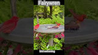 Fairy Wren Birds swimming in Forrest birds birdsounds birdwatching [upl. by Rainah]