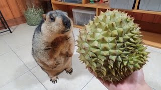 marmot funny first experience durian [upl. by Yennor]