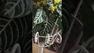 ZEBRA PLANT in BLOOMAphelandra Squarrosa With YELLOW FLOWERS Houseplant [upl. by Ejrog]