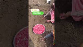 Riyavan silver ki buvai hath se garlic agriculture farming viralvideo [upl. by Nihi]