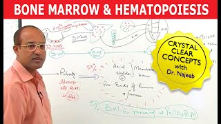 Bone Marrow and Hematopoiesis  Blood Cells Formation [upl. by Edecrem]