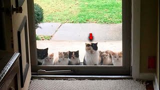 With Each Passing Day More and More Stray Kittens Showed Up On the Doorstep [upl. by Debi]