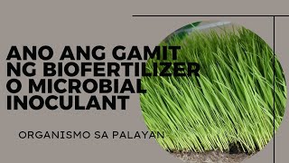 ANO ANG BIOFERTILIZER O MICROBIAL INOCULANT [upl. by Samohtnhoj]