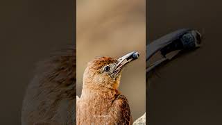 Gibão de Couro alimentando meioambiente gibaodecouro birds wildlife naturezaemeioambiente [upl. by Ezarra]