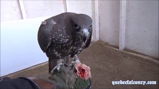 Gerfauts noirs  Black Gyrfalcons [upl. by Otto]