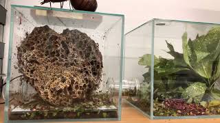 2 Weeks of Atta Cephalotes fungus growth  Leaf Cutter Ants  Intermittent Timelapse [upl. by Gean]