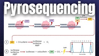 Pyrosequencing Revolutionizing DNA Sequencing  Complete Overview  Molecular Biology [upl. by Gile532]