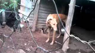 greyhound mating with a scottish deerhound cross in south africa [upl. by Clemente950]