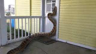 African Rock Python tries to Enter HomeEats Rabbit Instead Time Lapse X5 [upl. by Ynatirb655]