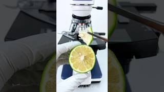 Bergamot under a microscope 🍋🔬amazing facts experiment [upl. by Justine]