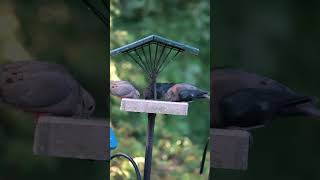 An unwelcome Brownheaded Cowbird is pushed away birdwatching backyardbirds nature wildlife [upl. by Misa]