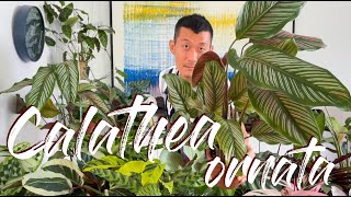 Calathea Ornata Care Tips and How to Propagate  WITH UPDATES [upl. by Ailgna]