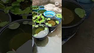 Water lily home garden🤗😍 waterlilyplant waterlily tropicalwaterlily [upl. by Vina]