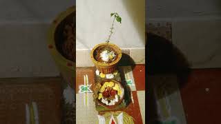 Tulasamma Pooja  devotional simple way to pray tulasamma [upl. by Akirea285]