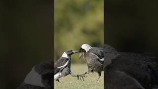 Magpies Having Play Fights magpies nikonz9 [upl. by Hofstetter276]