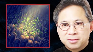 The TOP FOODS to Support a Healthy MICROBIOME  Dr William Li [upl. by Ymmak]