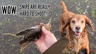 SNIPE SHOOTING IN STRONG WIND  DRIVEN BIRDS  FABARM XLR COLUMBA PALUMBUS SEMI AUTOMATIC [upl. by Ahsed81]