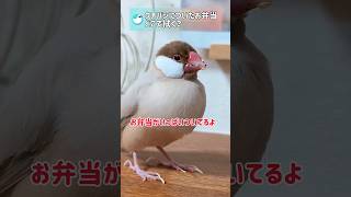 文鳥のおくちフキフキ…どこで拭く！？ 文鳥 birds shorts [upl. by Crifasi626]