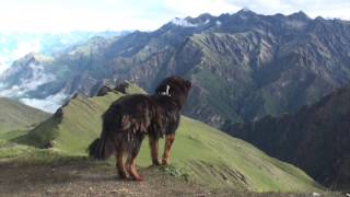 The Himalayan Dog on the top Mountain in Nepal [upl. by Trocki]