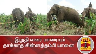 இறுதி வரை யாரையும் தாக்காத சின்னத்தம்பி யானை  ChinnaThambi Elephant  Thanthi TV [upl. by Eenitsed9]