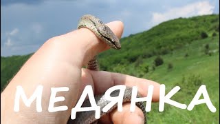 МЕДЯНКА SMOOTH SNAKE CORONELLA AUSTRIACA animals reptiles herping snake животни herps [upl. by Nayrb]