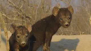 Baby Hyena Sounds – Whining Squeal Groan – Africa Wild Animal Sound [upl. by Margarida]