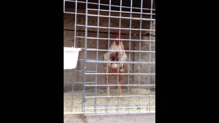 nouvelle video de coq preparer [upl. by Dola]