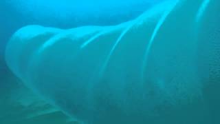 Giant Squid Eggs o Giant Pyrosome Selfseas By Bringas [upl. by Ennaillek]