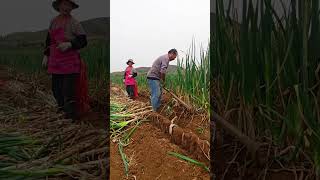 Digging green onions satisfyinggreen onions Farming is not easy for farmers [upl. by Diane-Marie814]