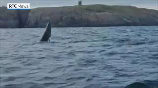 Minke whale recorded jumping from water off Cork coast [upl. by Gabi]