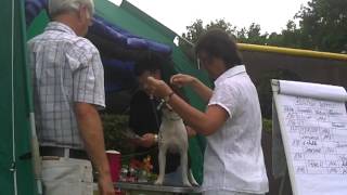 Kenny in Mittenwalde auf der Hundeausstellung im Ring [upl. by Eelra]