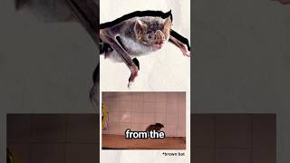 Why Walk When You Can Fly 🦇 cuteanimals education [upl. by Isiah]