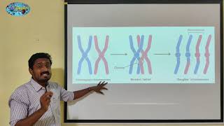 PACHYTENE PROPHASE 1  TAMIL  MEIOSIS  CELL CYCLE AND CELL DIVISION  STD 11 [upl. by Lluj]