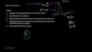 Action potential and synaptic transmission [upl. by Asiuol]