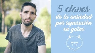 5 claves para saber si tu gato sufre ansiedad por separación y cómo prevenirla [upl. by Eissej]