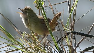 The most pristine sound of the Tawny Grassbirds call [upl. by Nichole]