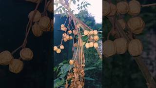 Chinaberry  Melia azedarach  Bead tree Neem Tree trees neem chinabarry nature beautiful [upl. by Ellga]