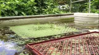 How To Floating Watercress Beds OGV100 [upl. by Bowes612]