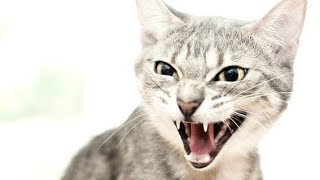 Cat Sound Effect  Cat Meowing Sound Effect  Cat Sounds Angry [upl. by Deeyn]