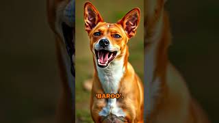 Introducing the Basenji quietdog rarebreed [upl. by Burnard]