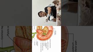 Major and minor duodenal papilla Important points shorts anatomy biology [upl. by Aekal807]