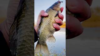 Carp Fishing with a Giant Hook – Watch This Big Catch [upl. by Aland]