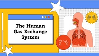 Human gas exchange systemHuman Body respiratory systemEducational short videoScience GkBiology [upl. by Hut490]